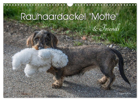 Rauhaardackel Motte & Friends (Wandkalender 2027 DIN A3 quer), CALVENDO Monatskalender