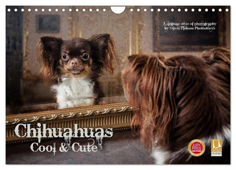 Chihuahuas - Cool and Cute (Wandkalender 2026 DIN A4 quer), CALVENDO Monatskalender