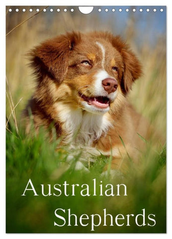 Australian Shepherds (Wandkalender 2027 DIN A4 hoch), CALVENDO Monatskalender