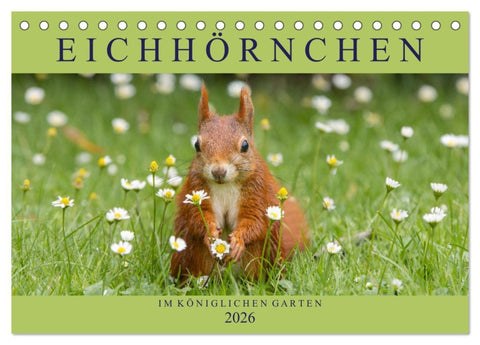 Eichhörnchen im Königlichen Garten (Tischkalender 2026 DIN A5 quer), CALVENDO Monatskalender
