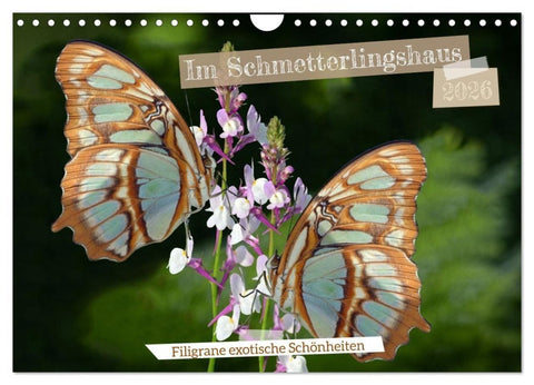 Im Schmetterlingshaus (Wandkalender 2026 DIN A4 quer), CALVENDO Monatskalender