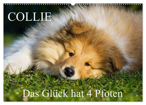 Collie - Das Glück hat 4 Pfoten (Wandkalender 2027 DIN A2 quer), CALVENDO Monatskalender