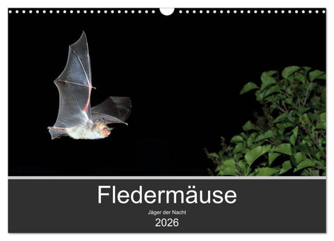 Fledermäuse - Jäger der Nacht (Wandkalender 2026 DIN A3 quer), CALVENDO Monatskalender