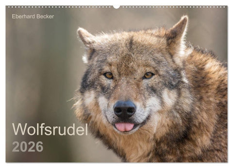 Wolfsrudel (Wandkalender 2026 DIN A2 quer), CALVENDO Monatskalender