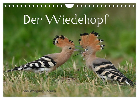 Der Wiedehopf (Wandkalender 2027 DIN A4 quer), CALVENDO Monatskalender