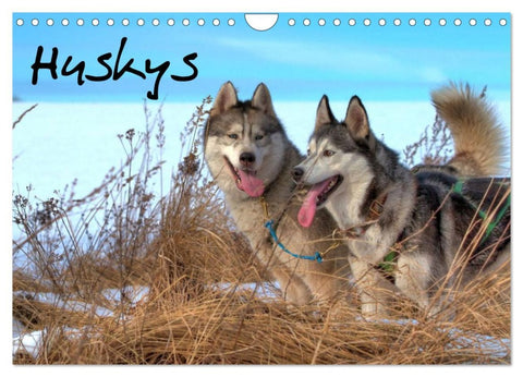 Huskys (Wandkalender 2026 DIN A4 quer), CALVENDO Monatskalender