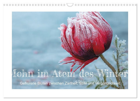 Mohn im Atem des Winters (Wandkalender 2027 DIN A3 quer), CALVENDO Monatskalender