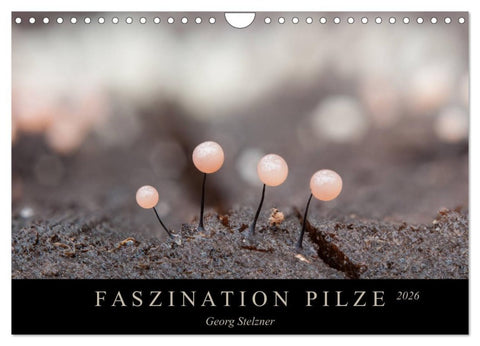 FASZINATION PILZE 2026 (Wandkalender 2026 DIN A4 quer), CALVENDO Monatskalender