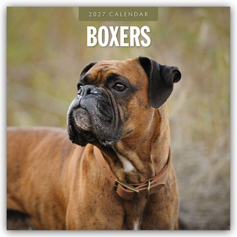 Boxers – Deutscher Boxer 2027 – 16-Monatskalender
