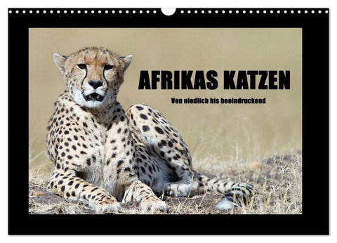 Afrikas Katzen (Wandkalender 2026 DIN A3 quer), CALVENDO Monatskalender