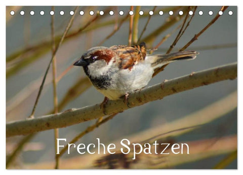 Freche Spatzen (Tischkalender 2027 DIN A5 quer), CALVENDO Monatskalender