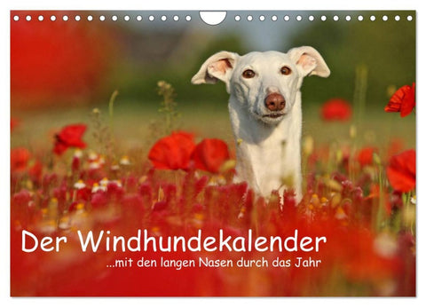 Der Windhundekalender (Wandkalender 2026 DIN A4 quer), CALVENDO Monatskalender