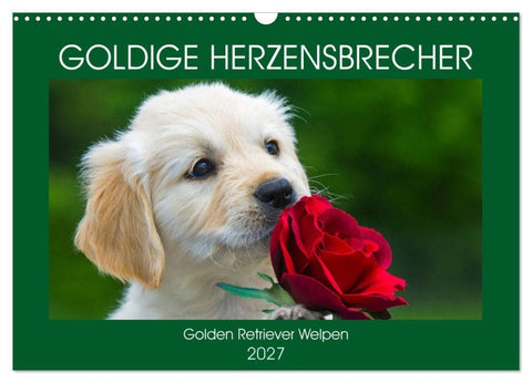 Goldige Herzensbrecher - Golden Retriever Welpen (Wandkalender 2027 DIN A3 quer), CALVENDO Monatskalender