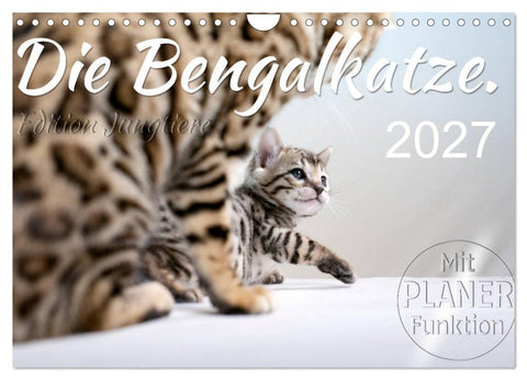 Die Bengalkatze. Edition Jungtiere (Wandkalender 2027 DIN A4 quer), CALVENDO Monatskalender