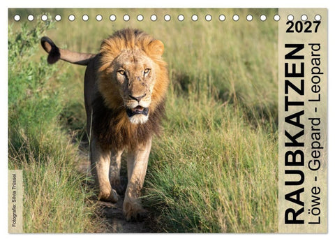 Raubkatzen - Löwe, Gepard, Leopard (Tischkalender 2027 DIN A5 quer), CALVENDO Monatskalender