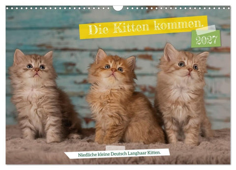 Die Kitten kommen. (Wandkalender 2027 DIN A3 quer), CALVENDO Monatskalender