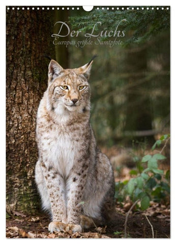 Der Luchs - Europas größte Samtpfote (Wandkalender 2027 DIN A3 hoch), CALVENDO Monatskalender