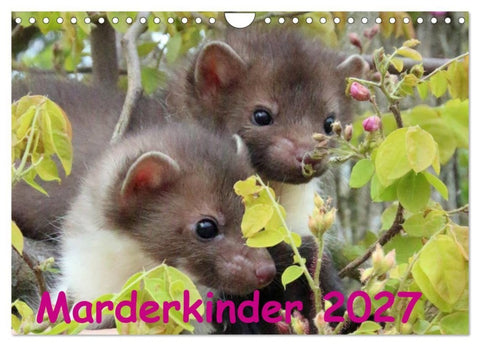 Marderkinder (Wandkalender 2027 DIN A4 quer), CALVENDO Monatskalender