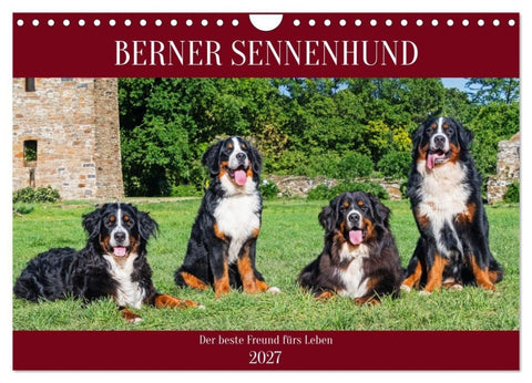 Berner Sennenhund - Der beste Freund fürs Leben (Wandkalender 2027 DIN A4 quer), CALVENDO Monatskalender