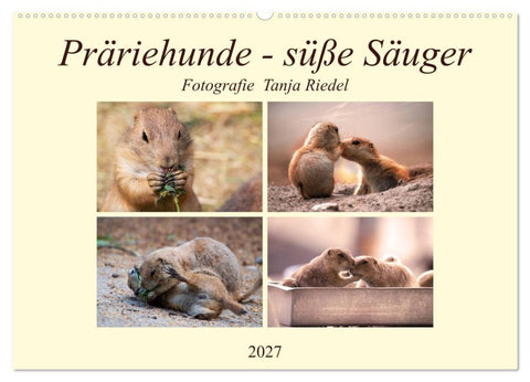 Präriehunde - süße Säuger (Wandkalender 2027 DIN A2 quer), CALVENDO Monatskalender