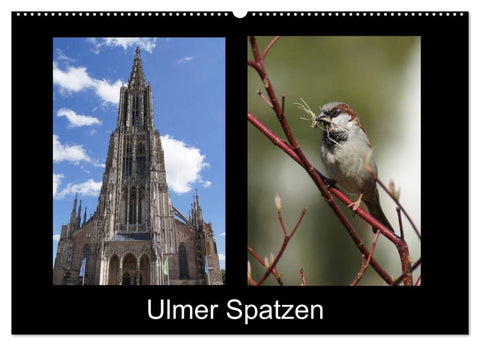 Ulmer Spatzen (Wandkalender 2027 DIN A2 quer), CALVENDO Monatskalender