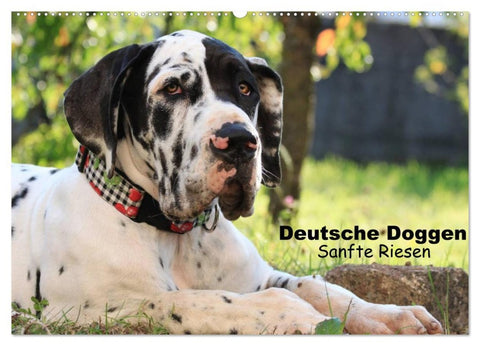 Deutsche Doggen - Sanfte Riesen (Wandkalender 2026 DIN A2 quer), CALVENDO Monatskalender