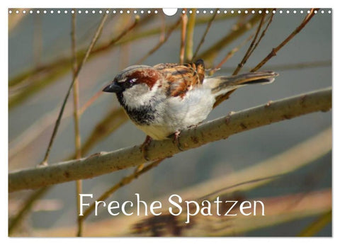Freche Spatzen (Wandkalender 2027 DIN A3 quer), CALVENDO Monatskalender