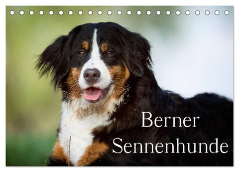 Berner Sennenhunde (Tischkalender 2027 DIN A5 quer), CALVENDO Monatskalender