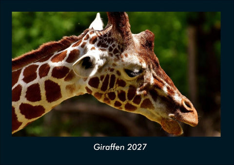 Giraffen 2027 Fotokalender DIN A4