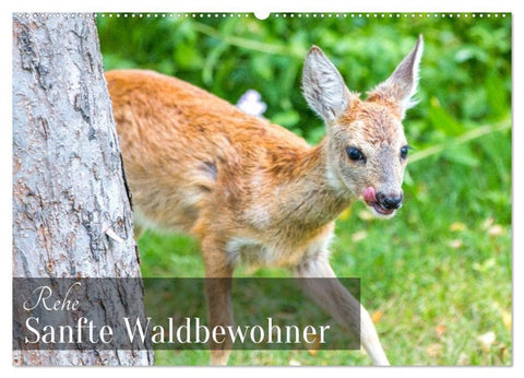 Rehe - Sanfte Waldbewohner (Wandkalender 2027 DIN A2 quer), CALVENDO Monatskalender