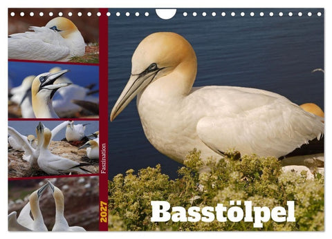 Faszination Basstölpel (Wandkalender 2027 DIN A4 quer), CALVENDO Monatskalender