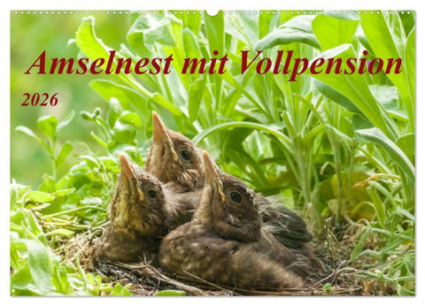 Amselnest mit Vollpension (Wandkalender 2026 DIN A2 quer), CALVENDO Monatskalender