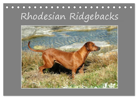 Rhodesian Ridgebacks (Tischkalender 2027 DIN A5 quer), CALVENDO Monatskalender