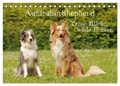 Australian Shepherd - Treue Blicke, wilde Herzen (Tischkalender 2027 DIN A5 quer), CALVENDO Monatskalender