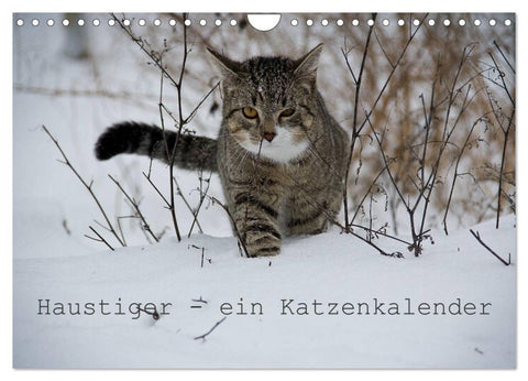 Haustiger - Ein Katzenkalender (Wandkalender 2027 DIN A4 quer), CALVENDO Monatskalender