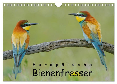 Europäische Bienenfresser (Wandkalender 2026 DIN A4 quer), CALVENDO Monatskalender