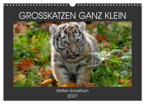 GROSSKATZEN GANZ KLEIN (Wandkalender 2027 DIN A3 quer), CALVENDO Monatskalender