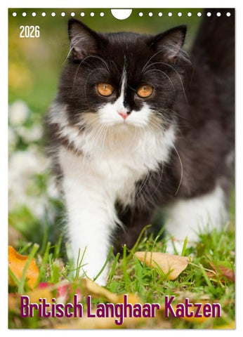 Britisch Langhaar Katzen (Wandkalender 2026 DIN A4 hoch), CALVENDO Monatskalender