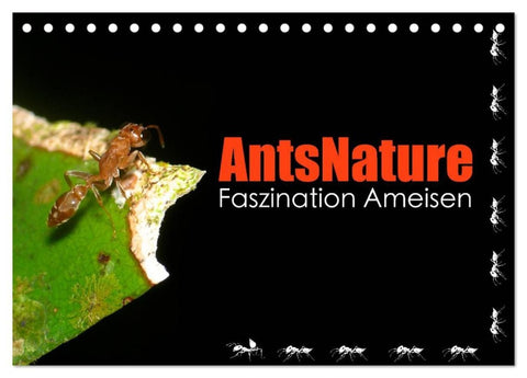 AntsNature - Faszination Ameisen (Tischkalender 2026 DIN A5 quer), CALVENDO Monatskalender