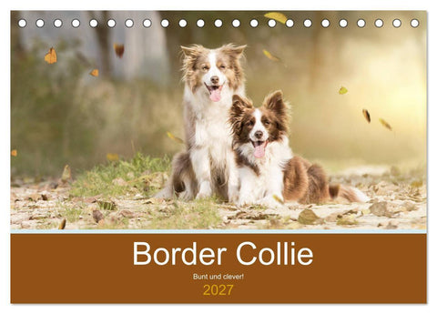 Border Collie - Bunt und clever! (Tischkalender 2027 DIN A5 quer), CALVENDO Monatskalender