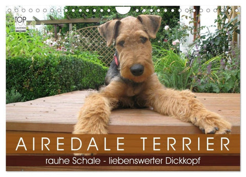 Airedale Terrier (Wandkalender 2027 DIN A4 quer), CALVENDO Monatskalender