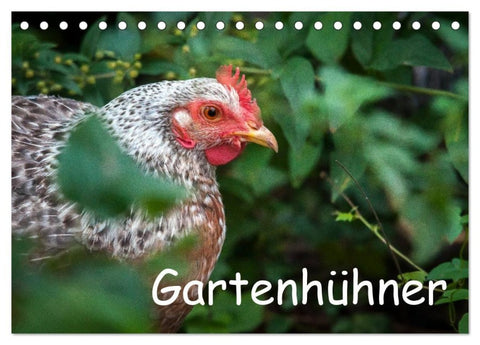 Gartenhühner (Tischkalender 2027 DIN A5 quer), CALVENDO Monatskalender