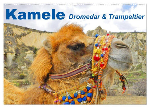 Kamele ¿ Dromedar & Trampeltier (Wandkalender 2026 DIN A2 quer), CALVENDO Monatskalender