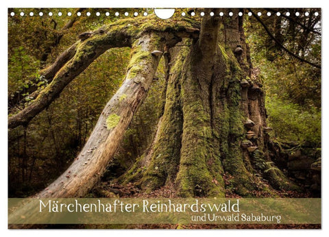 Märchenhafter Reinhardswald und Urwald Sababurg (Wandkalender 2026 DIN A4 quer), CALVENDO Monatskalender