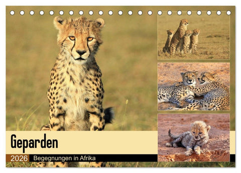 Geparden - Begegnungen in Afrika (Tischkalender 2026 DIN A5 quer), CALVENDO Monatskalender