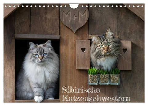 Maui und Molokai - Sibirische Katzenschwestern (Wandkalender 2027 DIN A4 quer), CALVENDO Monatskalender