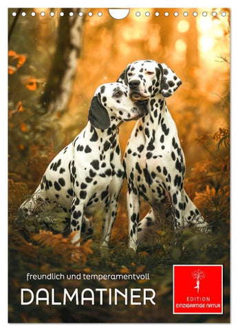 Dalmatiner - freundlich und temperamentvoll (Wandkalender 2026 DIN A4 hoch), CALVENDO Monatskalender