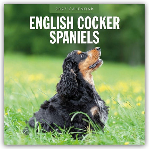English Cocker Spaniels – Englisch Cocker Spaniel 2027 – 16-Monatskalender