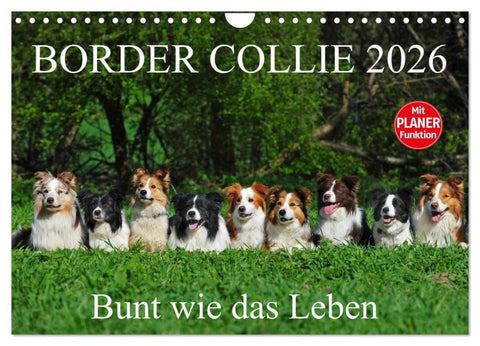 Border Collie 2026 (Wandkalender 2026 DIN A4 quer), CALVENDO Monatskalender
