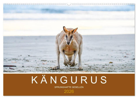 Kängurus, sprunghafte Gesellen (Wandkalender 2026 DIN A2 quer), CALVENDO Monatskalender
